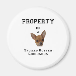 Property of a Spoiled Rotten Chihuahua Magnet