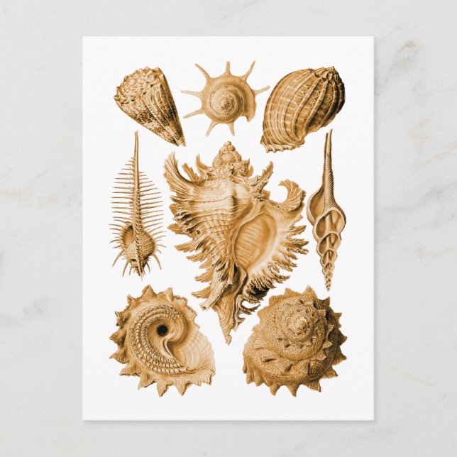 Prosobranchia Postcard (Front)