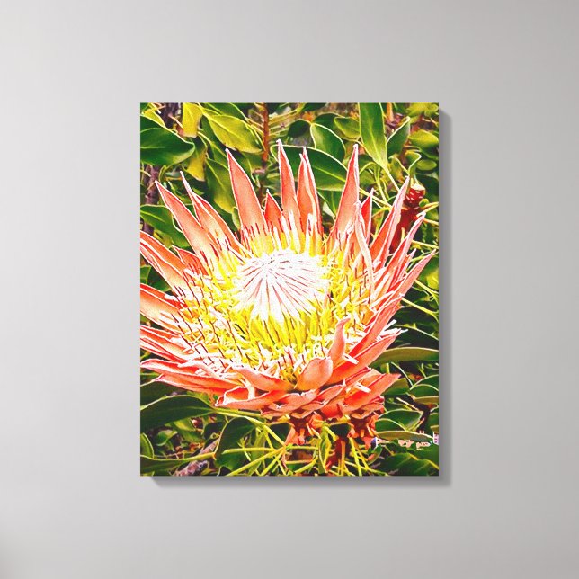 Protea Australian flower photography Canvas Print (Front)