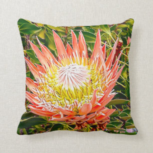 Protea Australian flower photography Cushion