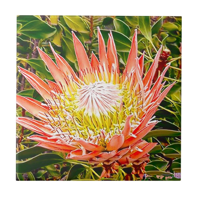 Protea Australian flower photography Tile (Front)