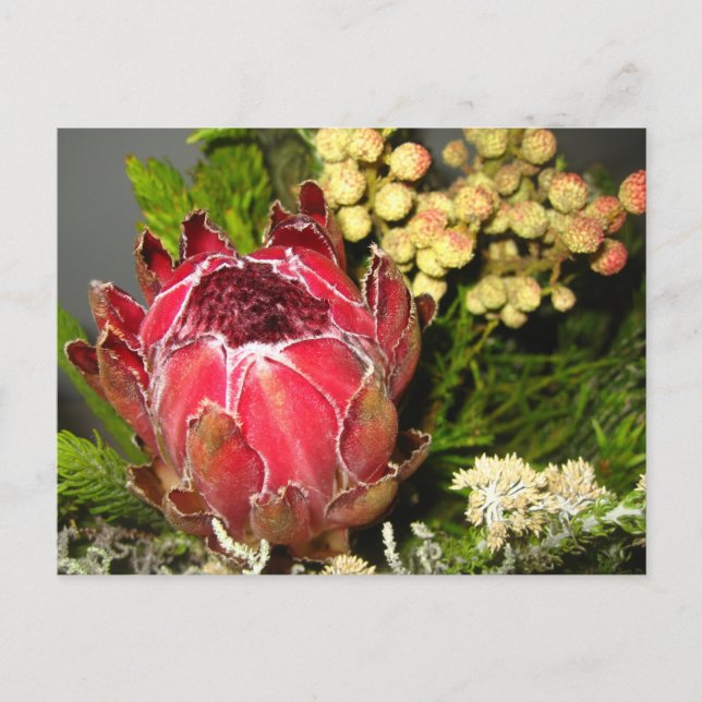 Protea Bouquet Postcard (Front)
