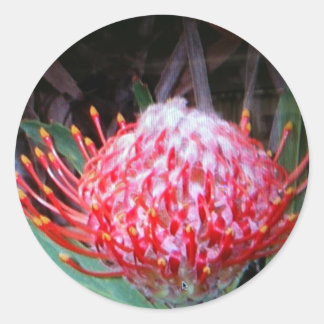 Protea Classic Round Sticker