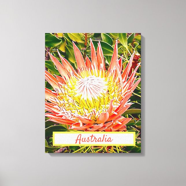 Protea flower Australian travel print (Front)