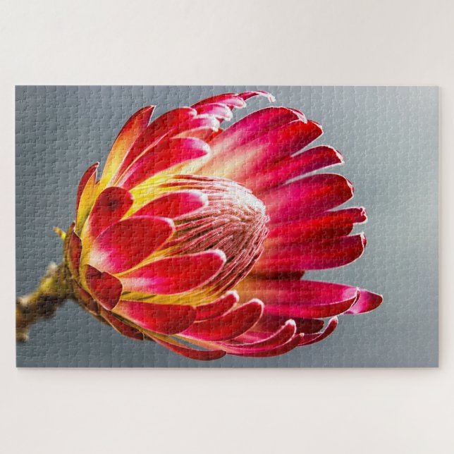 Protea flower photo jigsaw puzzle (Horizontal)