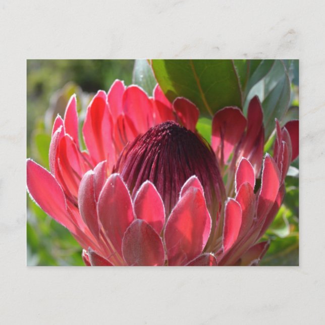 Protea Flower South Africa Postcard (Front)