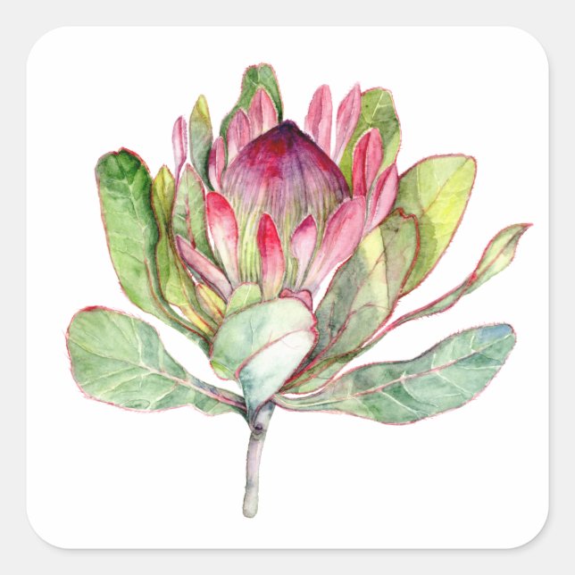 Protea Flower Square Sticker (Front)