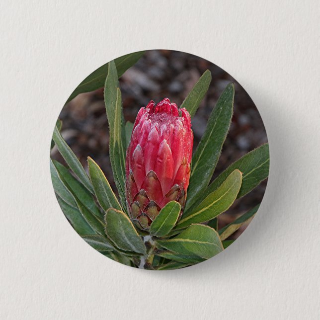 Protea flower with raindrops 6 cm round badge (Front)