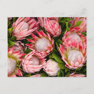 Protea Flowers Photo Postcard