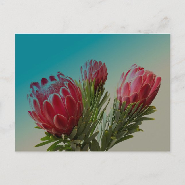 Protea Flowers Postcard (Front)