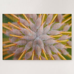 Protea Leucospermum praecox. . Pincushion protea. Jigsaw Puzzle