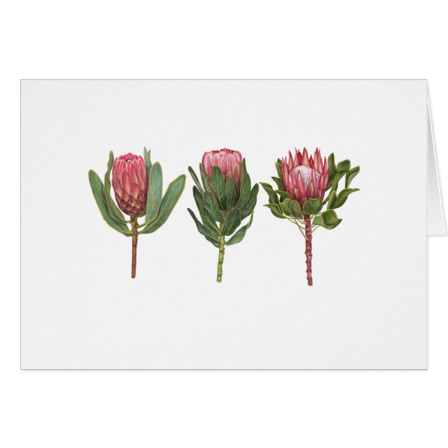 Protea Notecard (Front Horizontal)