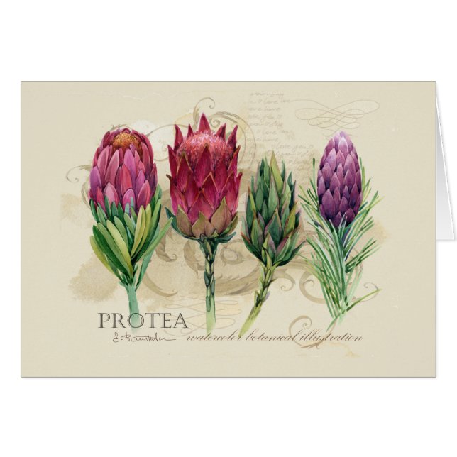 Protea Notecard (Front Horizontal)