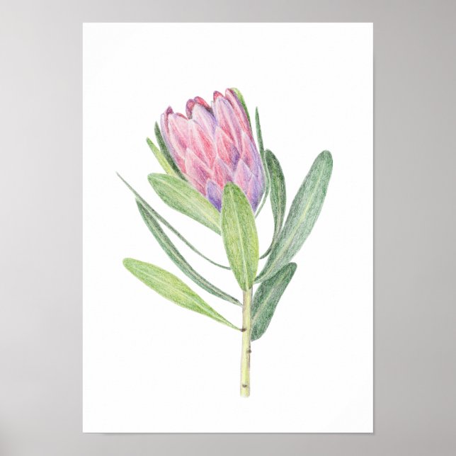 Protea Poster (Front)