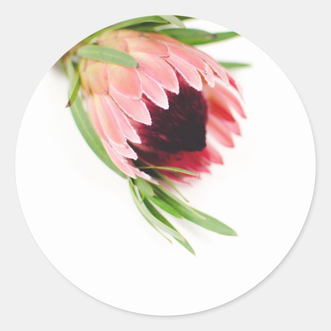 Protea Sticker (Front)