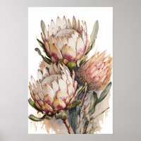 Protea Sugarbushes Flowers Art Print Poster