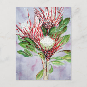 Proteas Postcard