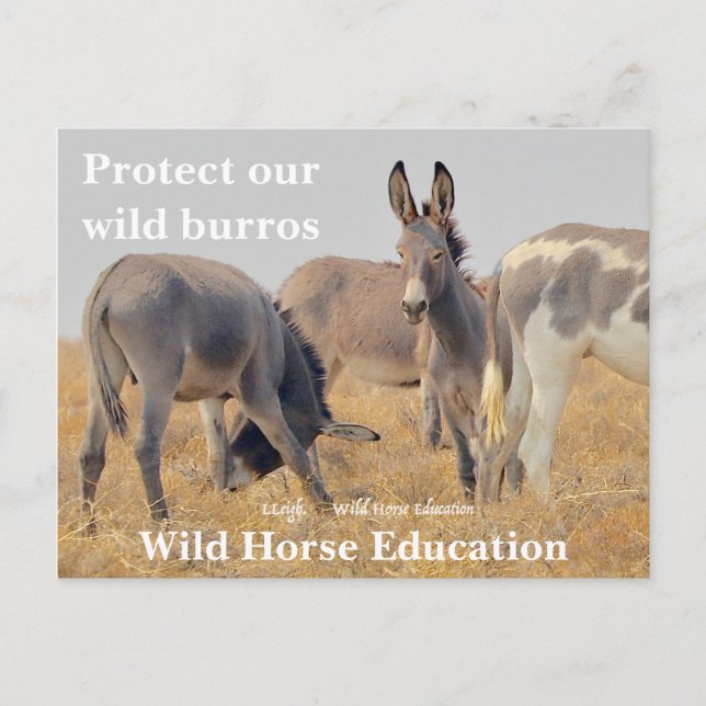 Protect our Wild Burros Postcard (Front)