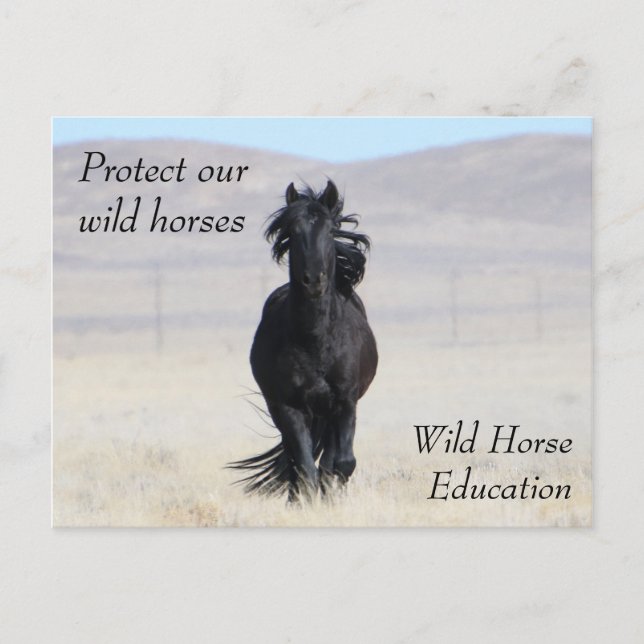 Protect Our Wild Horses Postcard (Front)