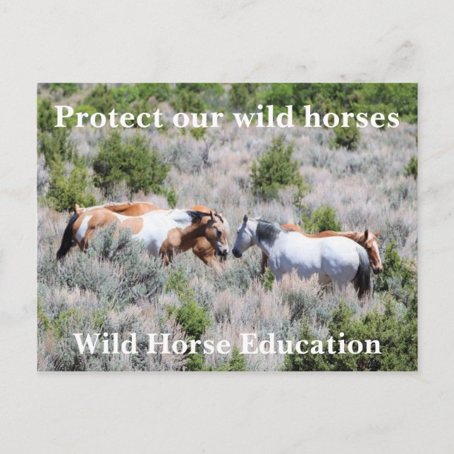 Protect Our Wild Horses Postcard (Front)