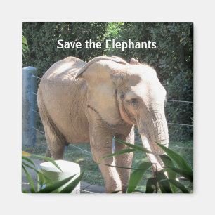 Protect the Elephants Magnet