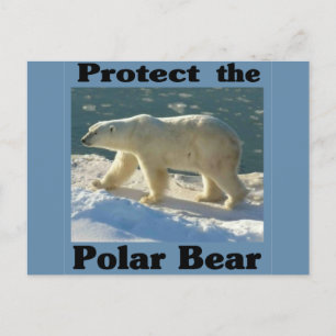 Protect the Polar Bear Postcard