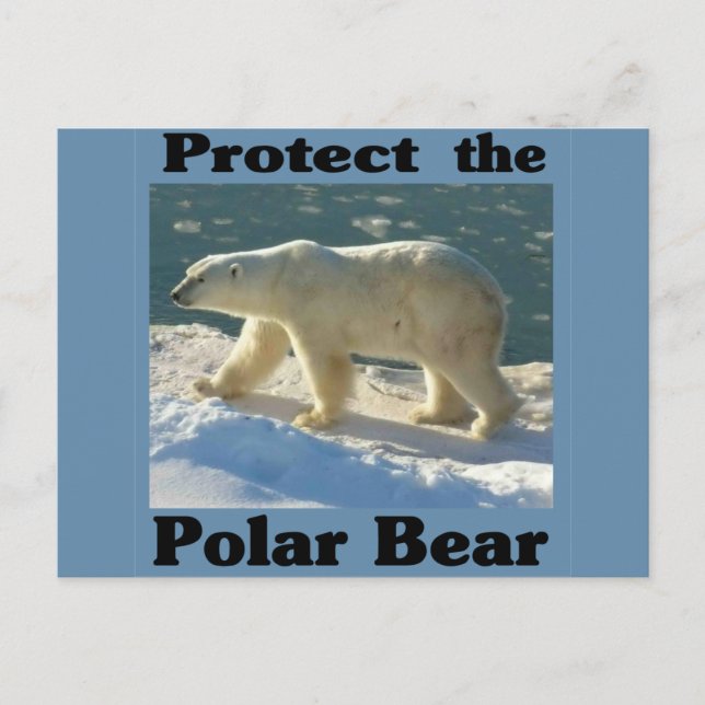 Protect the Polar Bear Postcard (Front)
