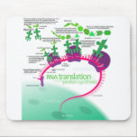 Protein Synthesis Diagram of RNA translation  Mouse Pad<br><div class="desc">Protein Synthesis Diagram of RNA translation Mouse Pad 

“Protein synthesis” by Kelvinsong is licensed under CC BY 3.0
https://en.wikipedia.org/wiki/File:Protein_synthesis.svg</div>