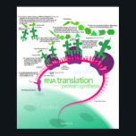 Protein Synthesis Diagram of RNA translation Poster<br><div class="desc">Protein Synthesis Diagram of RNA translation Poster

“Protein synthesis” by Kelvinsong is licensed under CC BY 3.0
https://en.wikipedia.org/wiki/File:Protein_synthesis.svg</div>