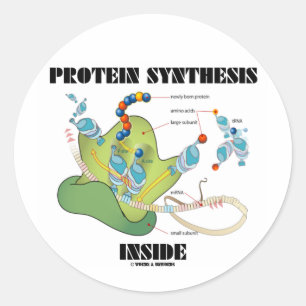 Protein Synthesis Inside (Cell Biology) Classic Round Sticker