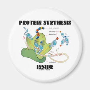 Protein Synthesis Inside (Cell Biology) Magnet