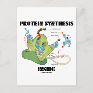 Protein Synthesis Inside (Cell Biology) Postcard