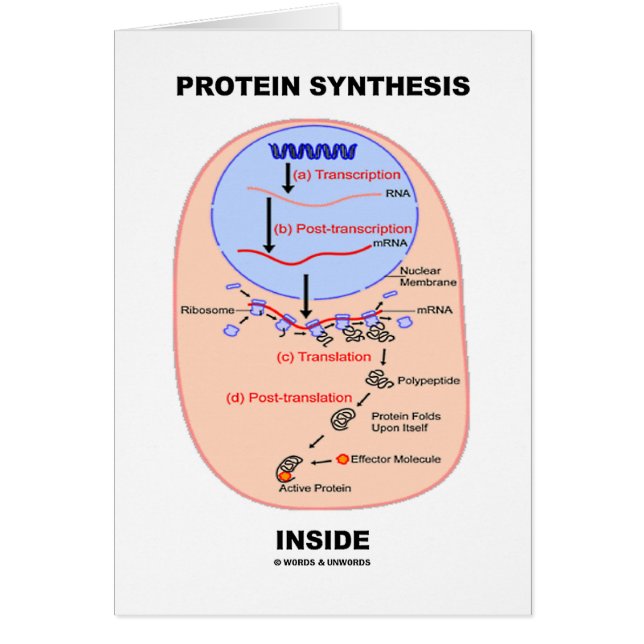Protein Synthesis Inside (Cell Process Diagram) (Front)