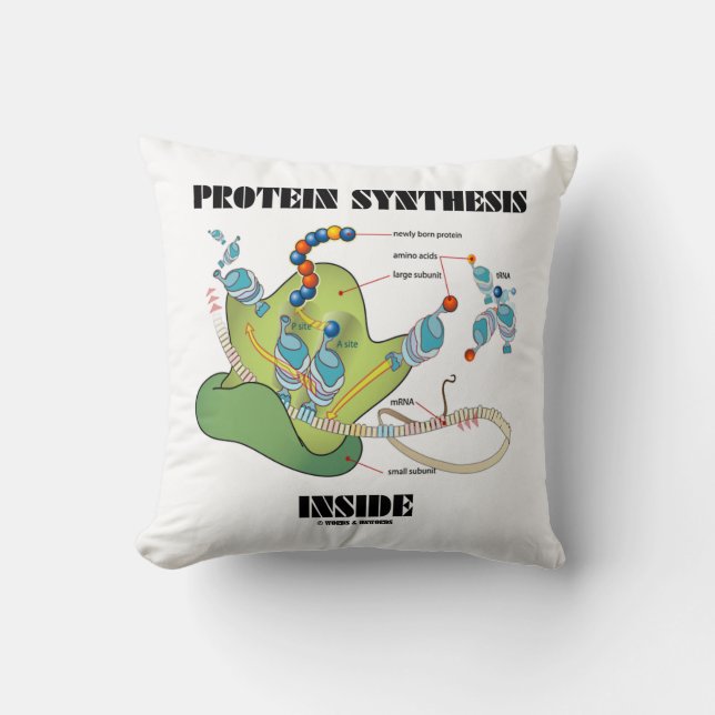 Protein Synthesis Inside (mRNA tRNA) Cushion (Front)