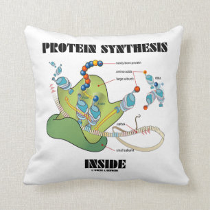 Protein Synthesis Inside (mRNA tRNA) Cushion