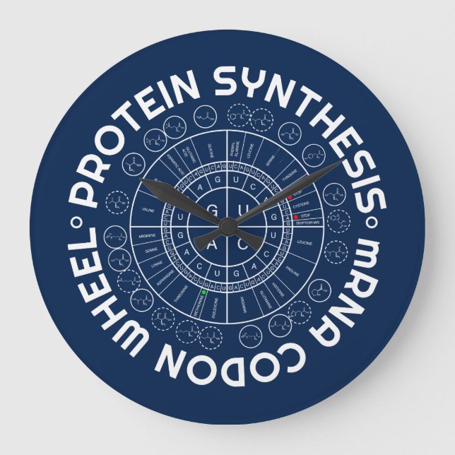 PROTEIN SYNTHESIS - mRNA to AMINO ACID CODON WHEEL Large Clock (Front)