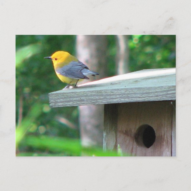 Prothonotary Claims Box Postcard (Front)