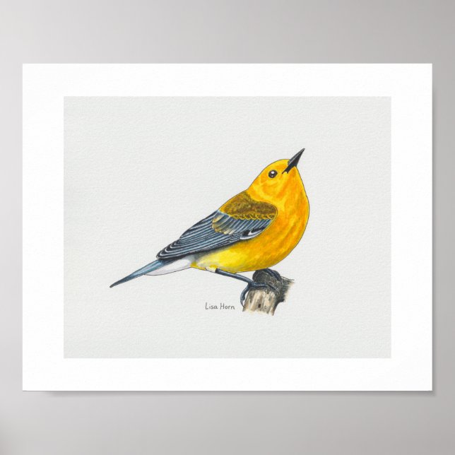 Prothonotary Warbler Art Print (Front)
