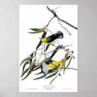 Prothonotary Warbler John James Audubon Birds