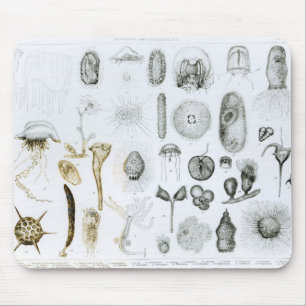 Protozoa and Coelenterata Mouse Pad