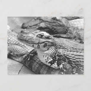 Proud Amazonian Baby Crocodile Postcard