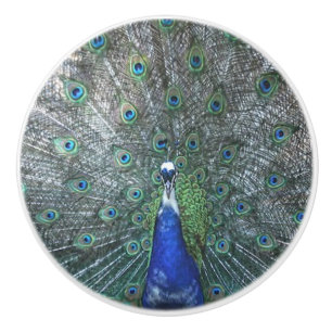 Proud as a Peacock Ceramic Knob