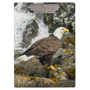 Proud Bald Eagle Clipboard