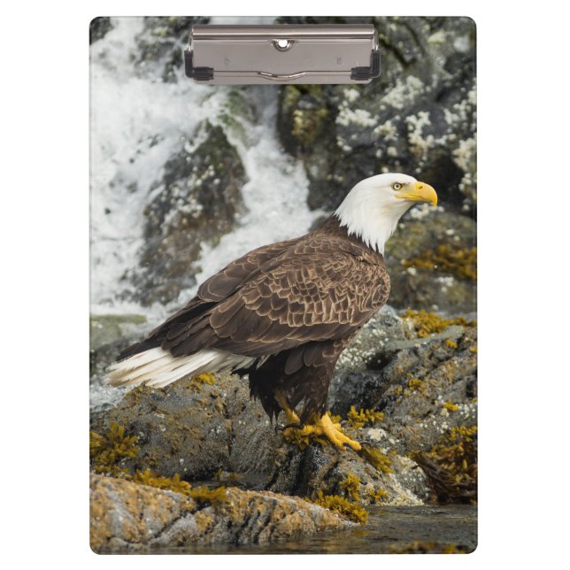 Proud Bald Eagle Clipboard (Front)