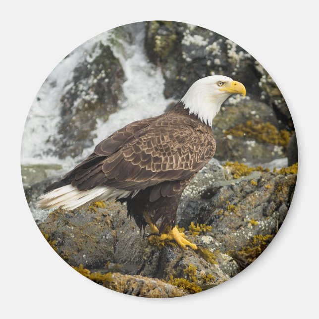 Proud Bald Eagle Magnet (Front)