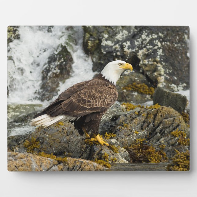 Proud Bald Eagle Plaque (Front)