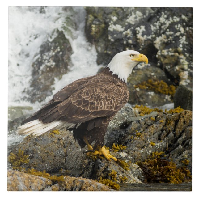 Proud Bald Eagle Tile (Front)