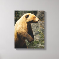 Proud Bear