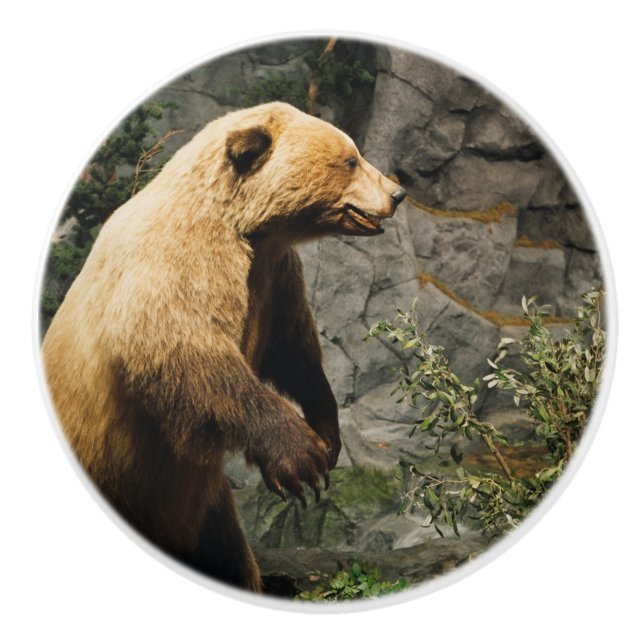 Proud Bear Ceramic Knob (Front)
