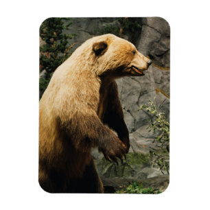 Proud Bear Magnet